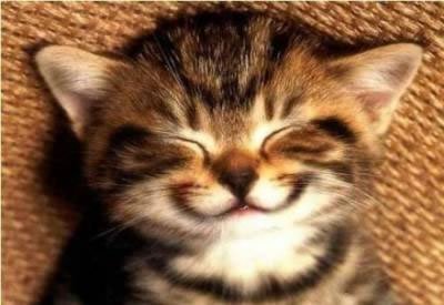 happy_kitten.jpg